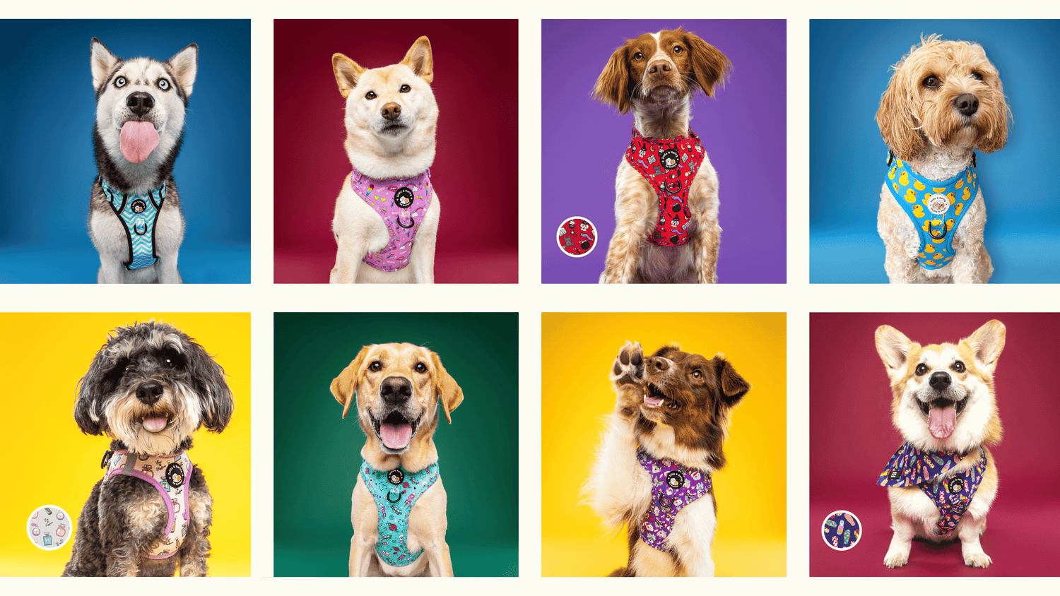 All Dog Products
