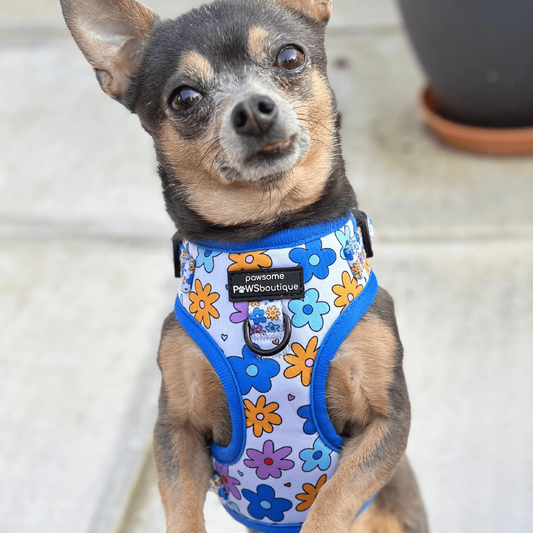 Pawsome Paws Boutique Harness Flower Bomb - No Pull Adjustable Dog Harness