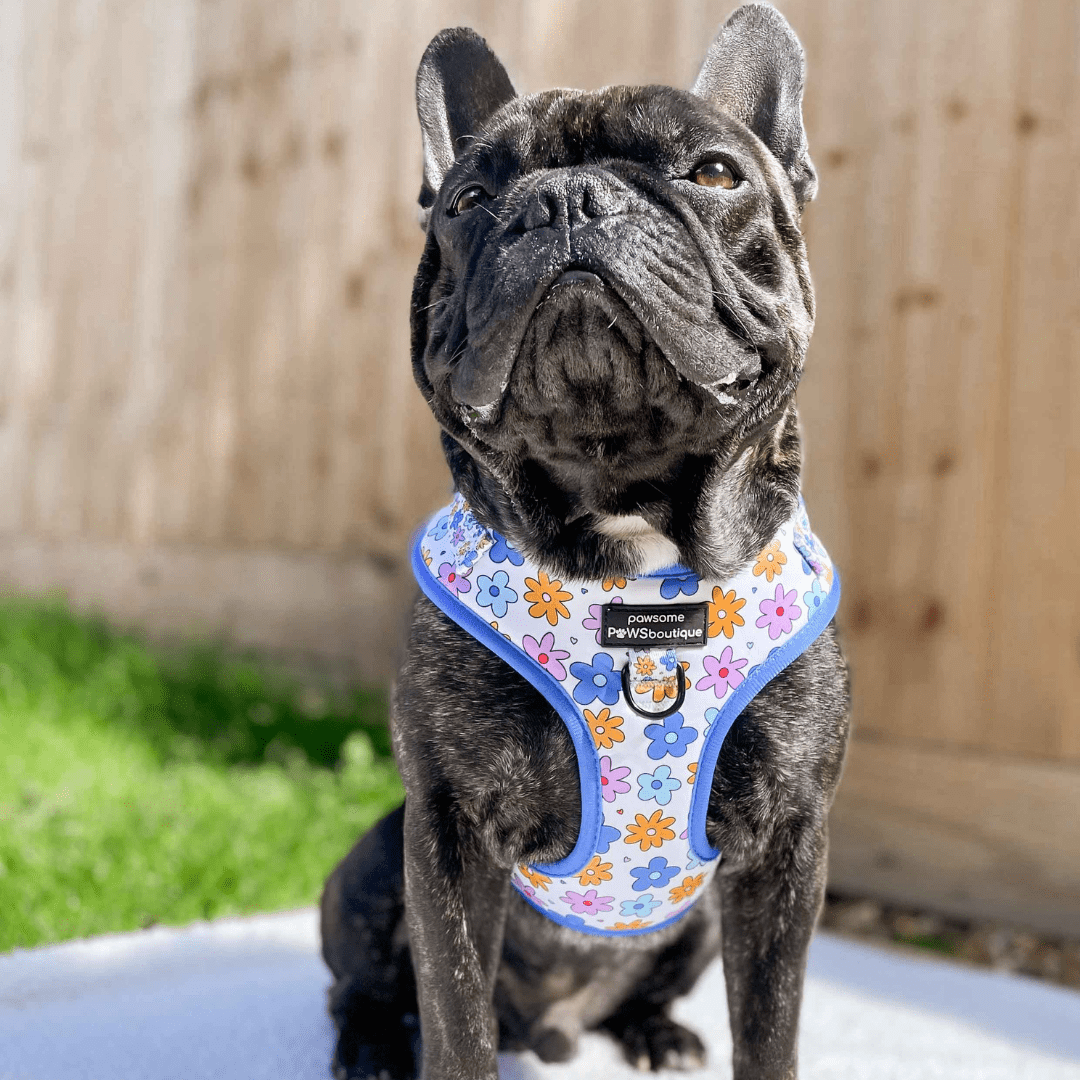 Pawsome Paws Boutique Harness Flower Bomb - No Pull Adjustable Dog Harness