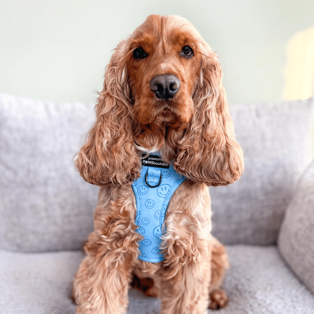 Pawsome Paws Boutique Harness No Blue Mood - No Pull Adjustable Dog Harness