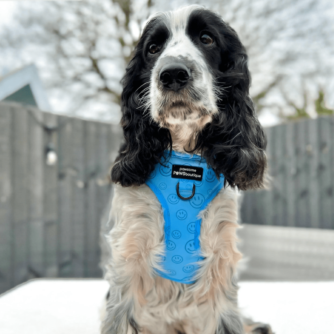 Pawsome Paws Boutique Harness No Blue Mood - No Pull Adjustable Dog Harness