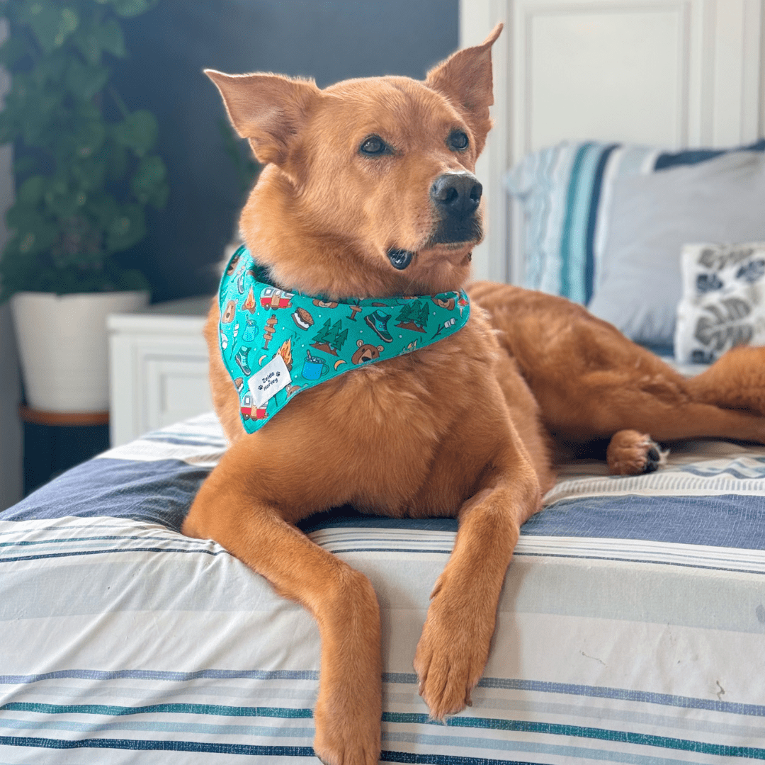 Zelda & Harley Bandanas Bark Ranger Bandana