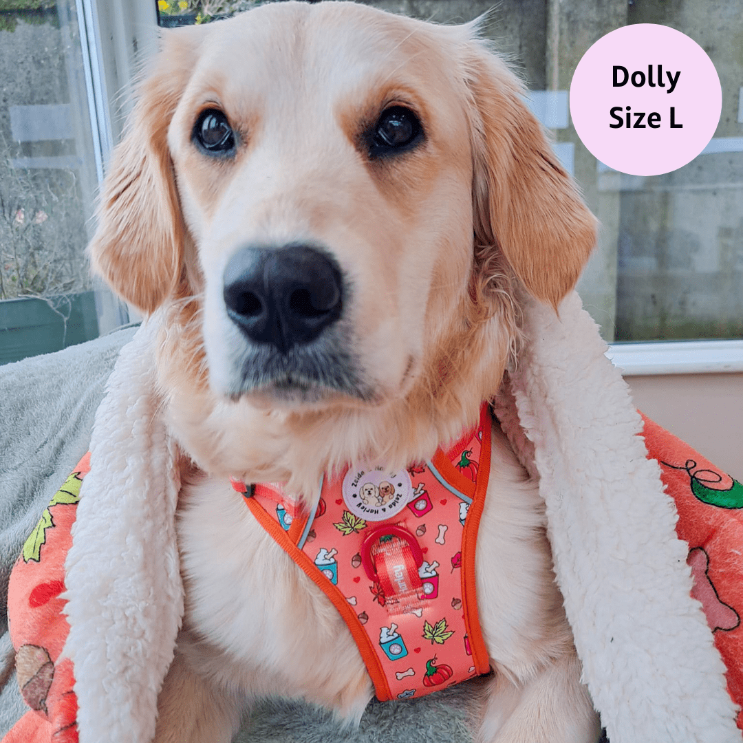 Zelda & Harley Harness Pupkin Spice - Adventure No Pull Harness