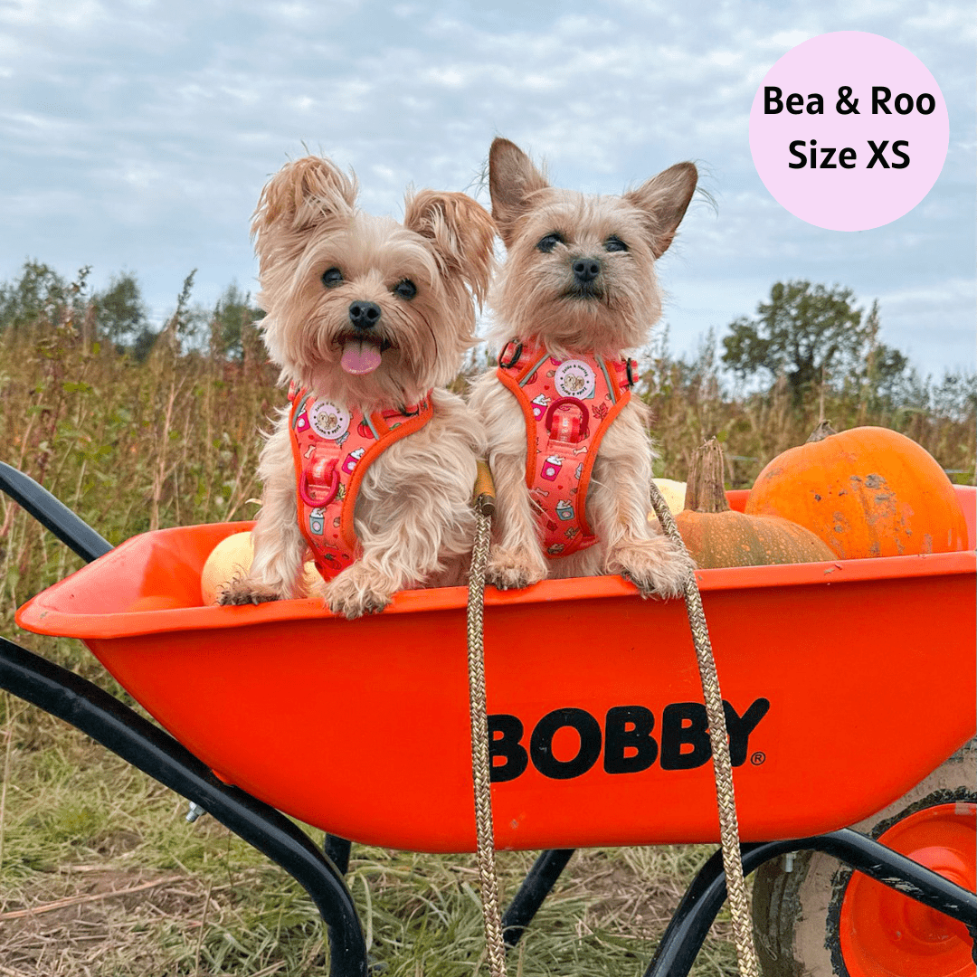 Zelda & Harley Harness Pupkin Spice - Adventure No Pull Harness