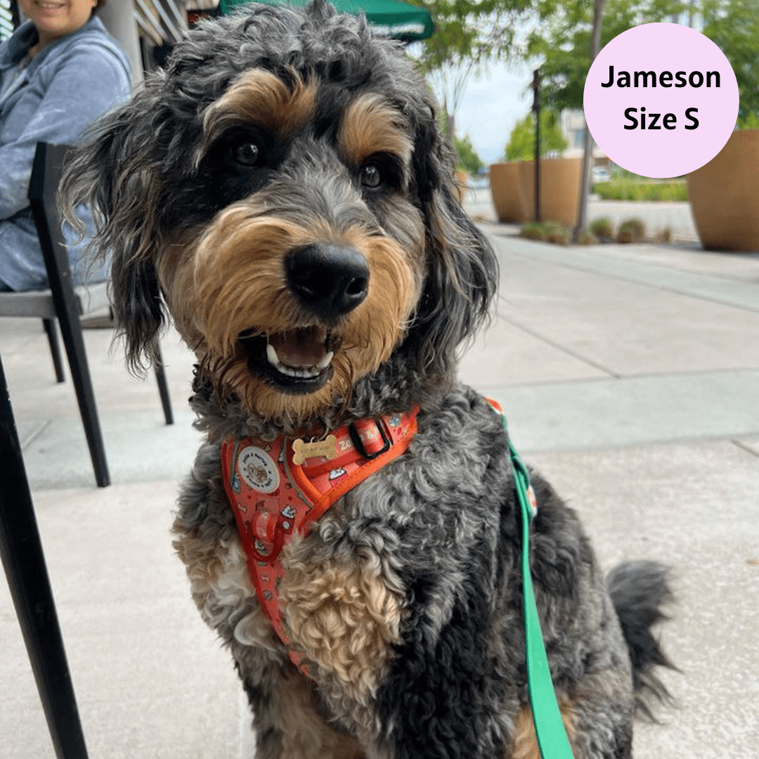 Zelda & Harley Harness Pupkin Spice - Adventure No Pull Harness
