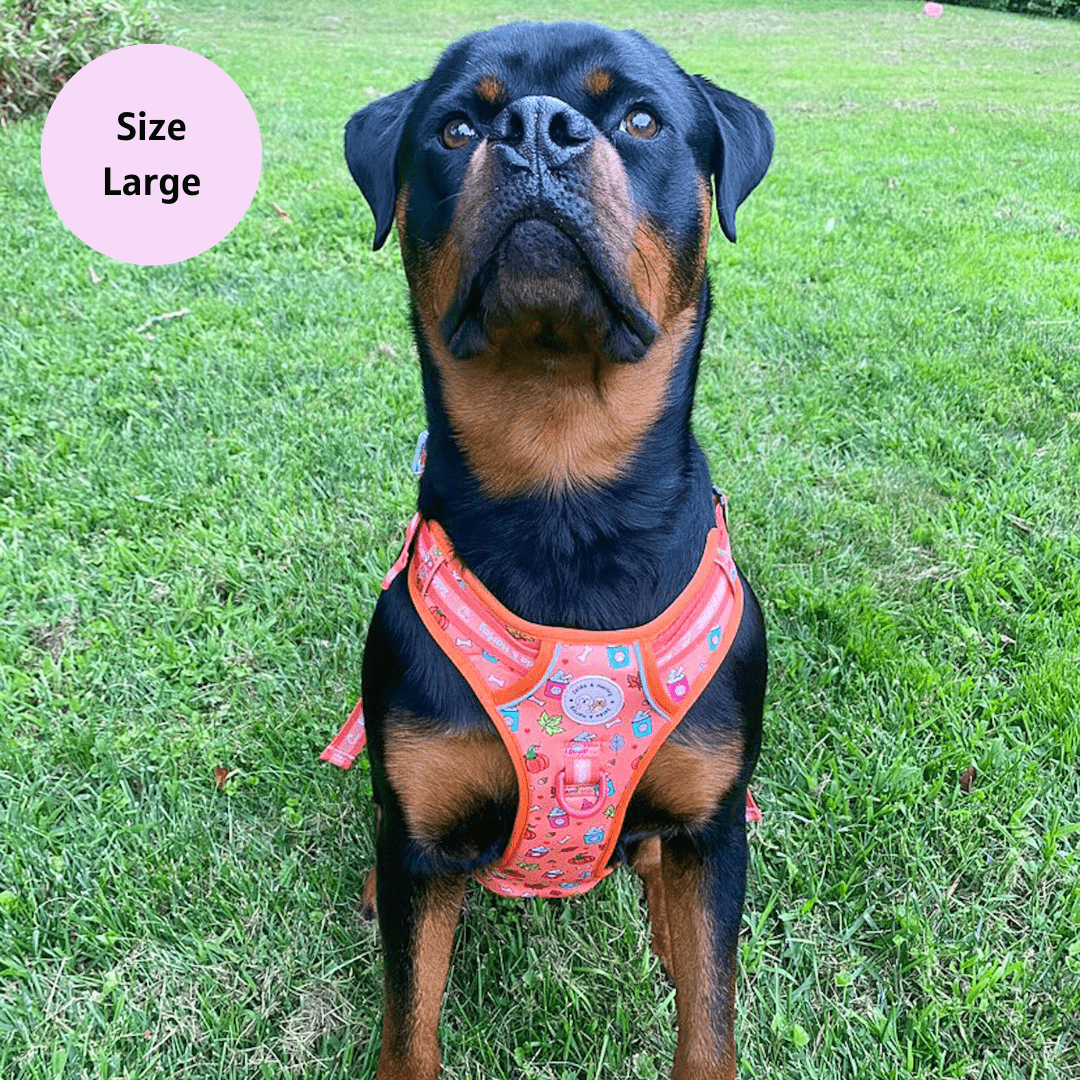 Zelda & Harley Harness Pupkin Spice - Adventure No Pull Harness