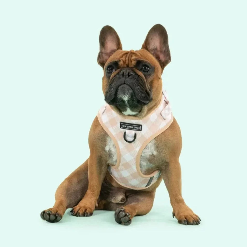 Big and Little Dogs Harness Latte Gingham - No Pull Adjustable Dog Harness