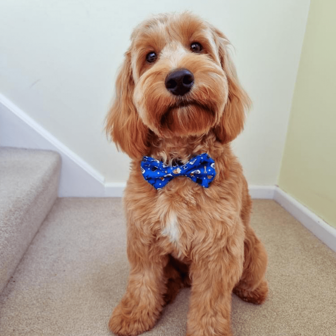Zelda & Harley Bow Howl-lywood Bow Tie