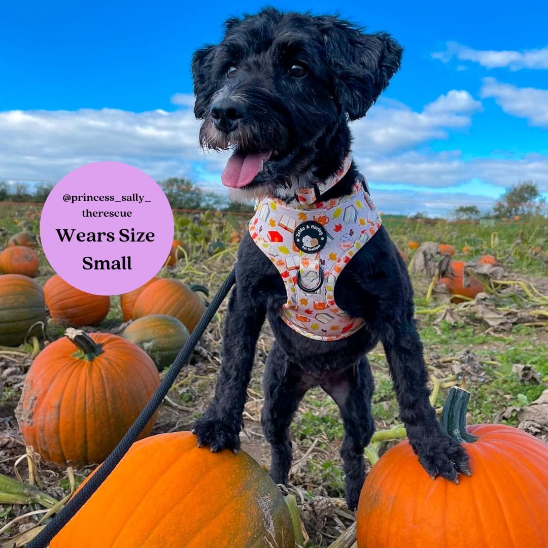 Zelda & Harley Harness Pawtumn Paws - No Pull Adjustable Dog Harness