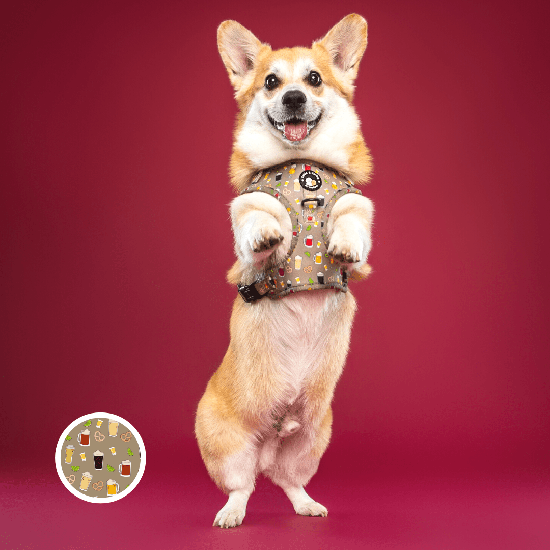 Zelda & Harley Harness Puptober Fest - No Pull Adjustable Dog Harness