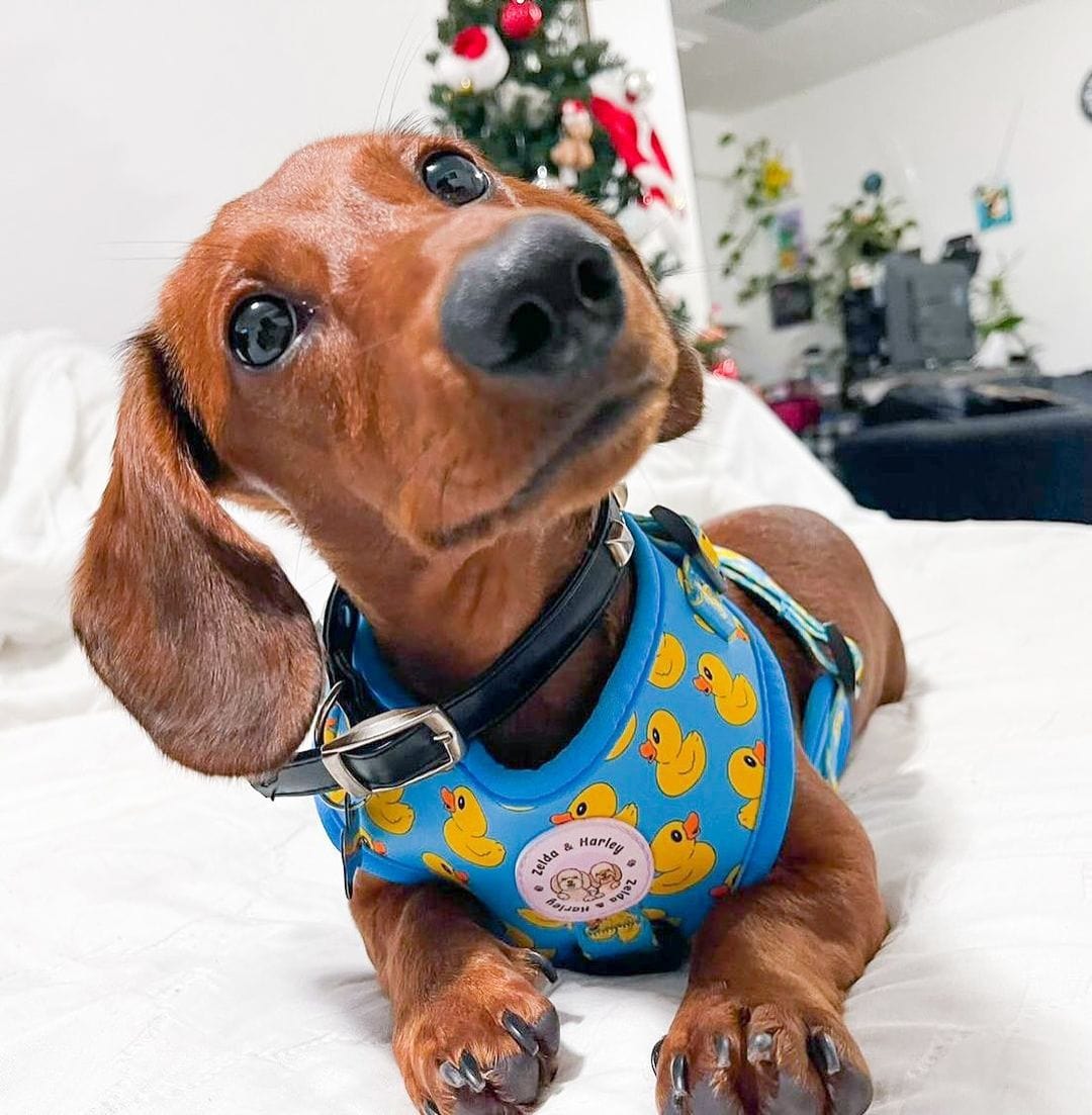 Zelda & Harley Harness Rubber Duckie - No Pull Adjustable Dog Harness