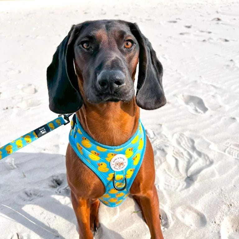 Zelda & Harley Harness Rubber Duckie - No Pull Adjustable Dog Harness