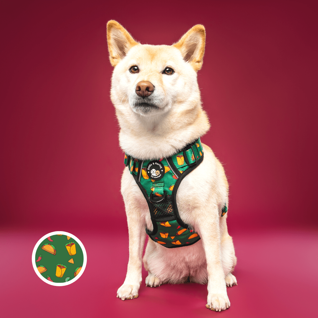 Zelda & Harley Harness Taco Chewsday - Adventure No Pull Harness