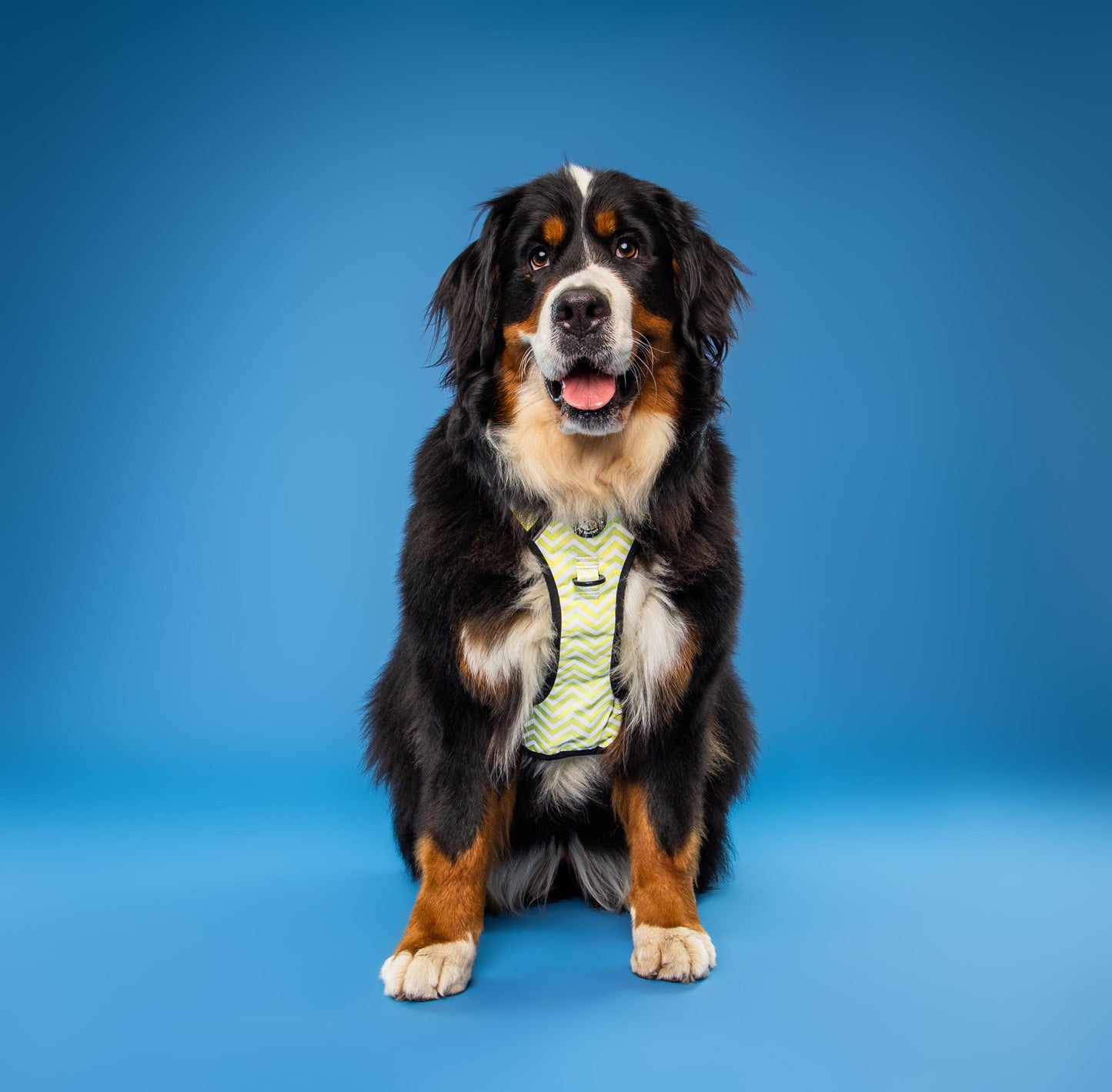 Zelda & Harley Harness Zig Zag Wag Pastel Yellow - Adventure No Pull Harness