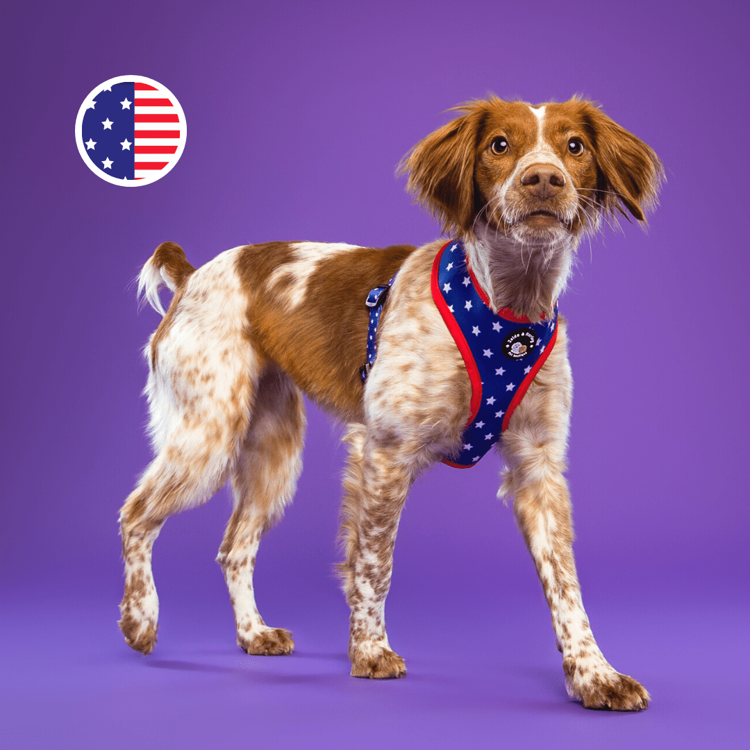 Zelda & Harley Reversible Harness Stars & Stripes - Reversible Dog Harness