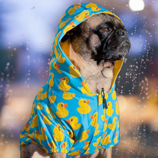 Does my dog need a raincoat?