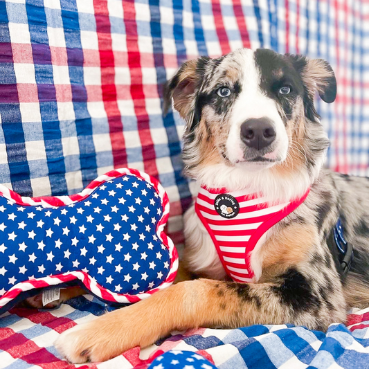 Essential Tips to Ensure Your Dog's Safety During Fireworks and Fourth of July Celebrations