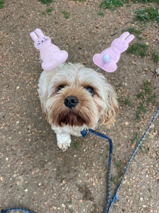 Safety Tips for a Dog-Friendly Easter