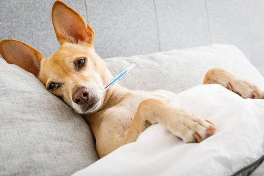 It's Dog Flu Season, What Do You Need To Know?
