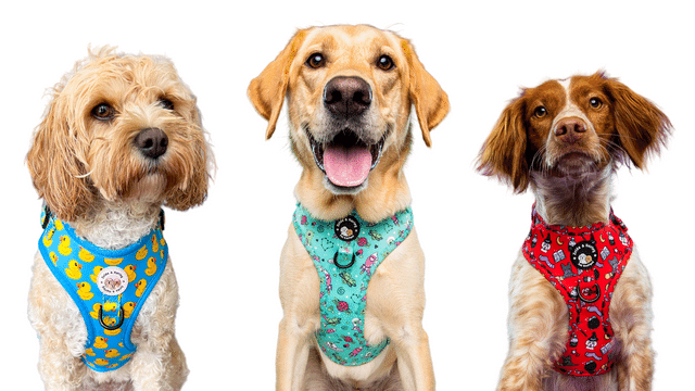 Cute Dog Harnesses