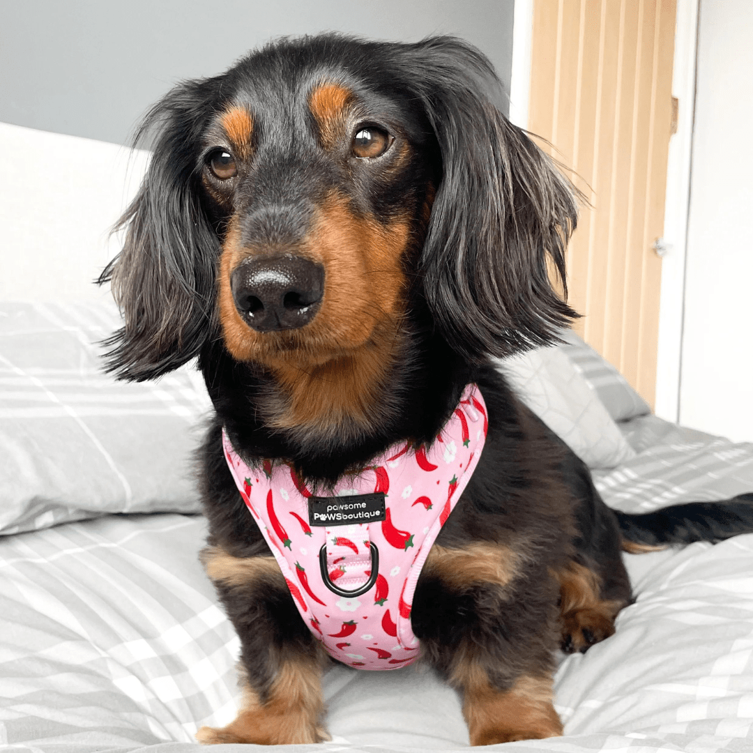 Pawsome Paws Boutique Harness Chilli Dog - No Pull Adjustable Dog Harness