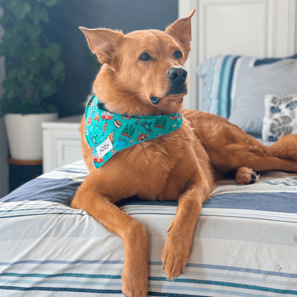 Zelda & Harley Bandanas Bark Ranger Bandana
