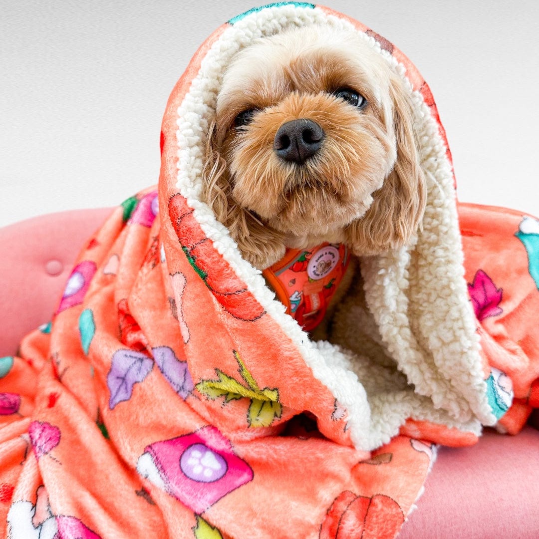 Zelda & Harley Dog Blanket Pupkin Spice Dog Blanket