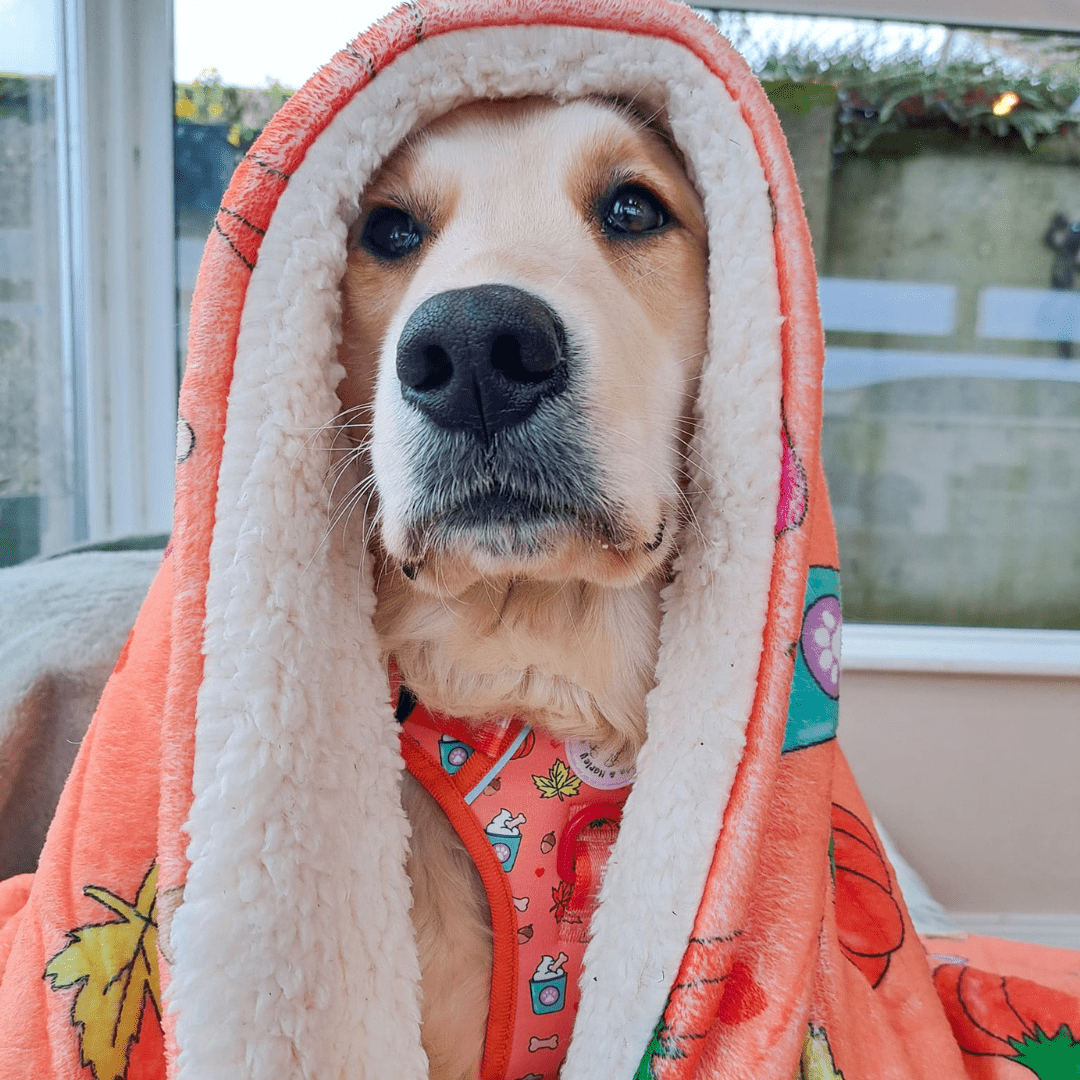 Zelda & Harley Dog Blanket Pupkin Spice Dog Blanket