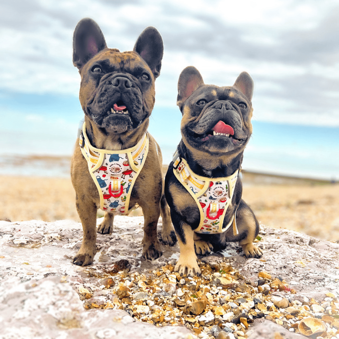 Zelda & Harley Harness Hot Dawg - Adventure No Pull Harness