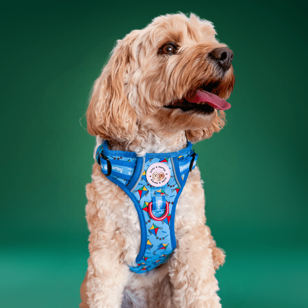 Zelda & Harley Harness Kite - Adventure No Pull Harness