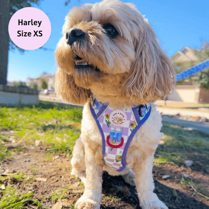 Zelda & Harley Harness Paws for a Cause - Adventure No Pull Harness