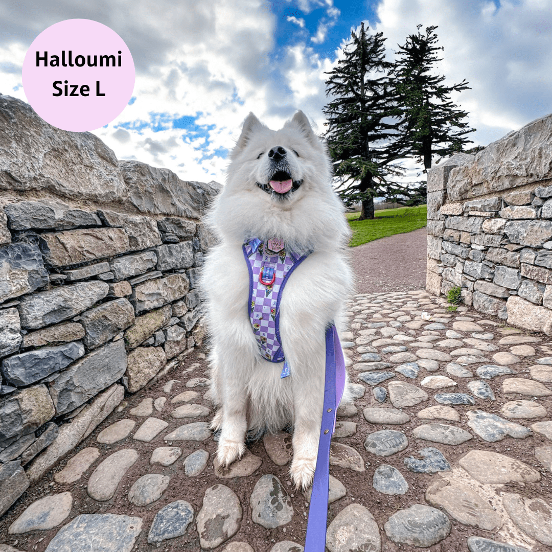 Zelda & Harley Harness Paws for a Cause - Adventure No Pull Harness