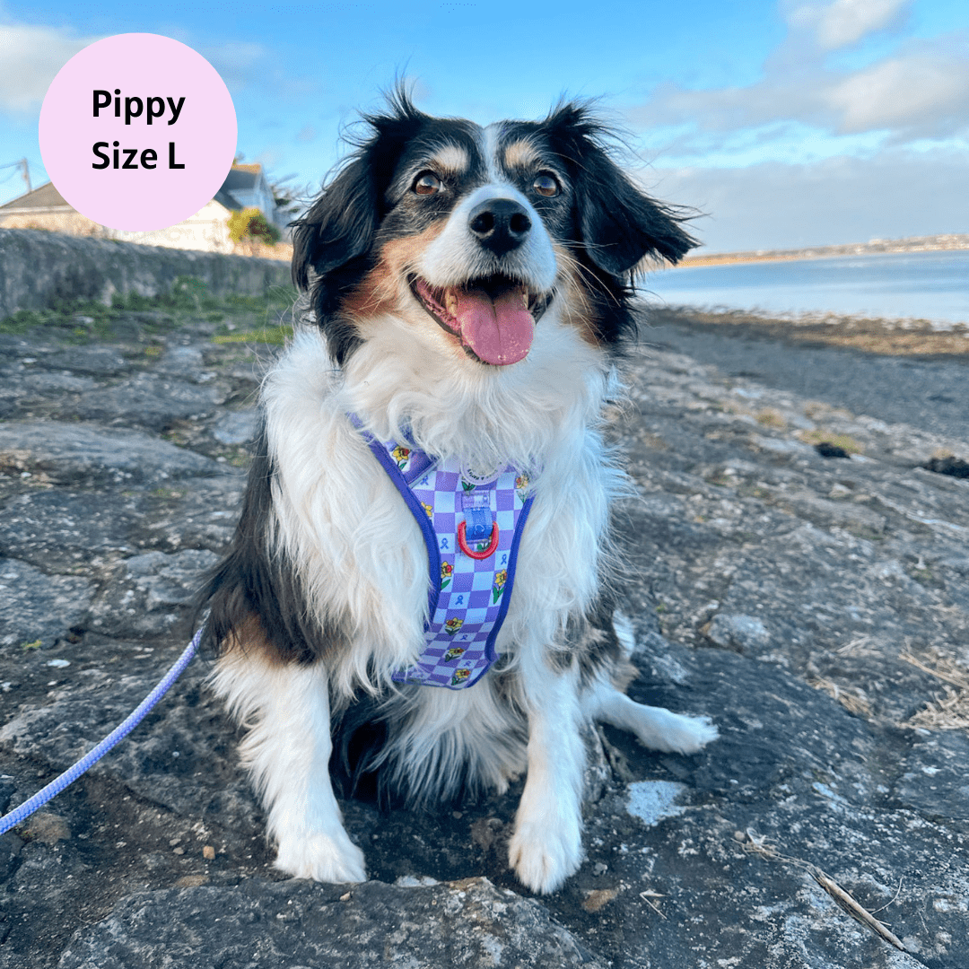 Zelda & Harley Harness Paws for a Cause - Adventure No Pull Harness