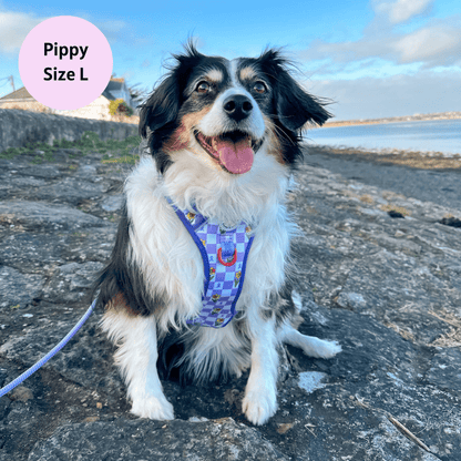 Zelda & Harley Harness Paws for a Cause - Adventure No Pull Harness