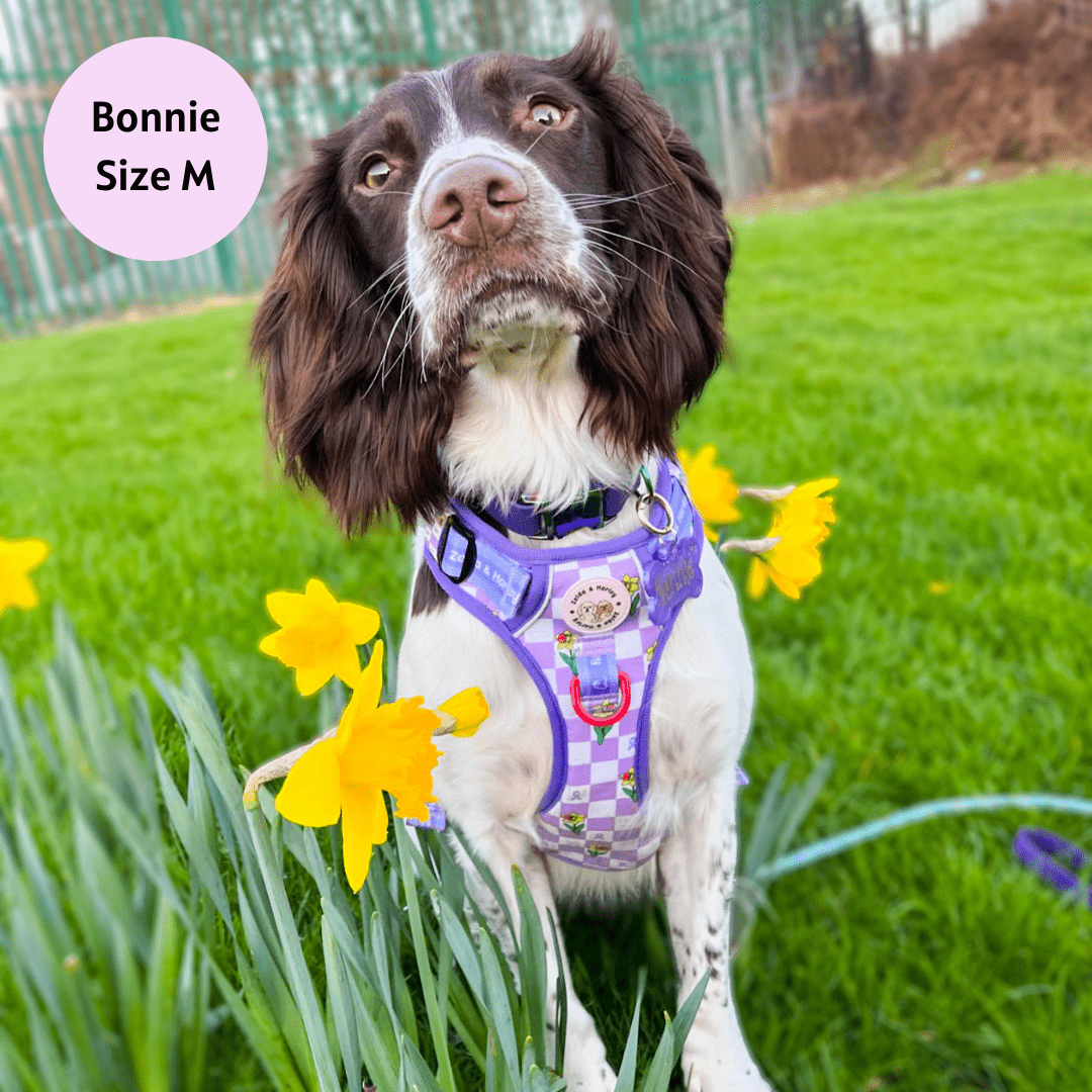 Zelda & Harley Harness Paws for a Cause - Adventure No Pull Harness