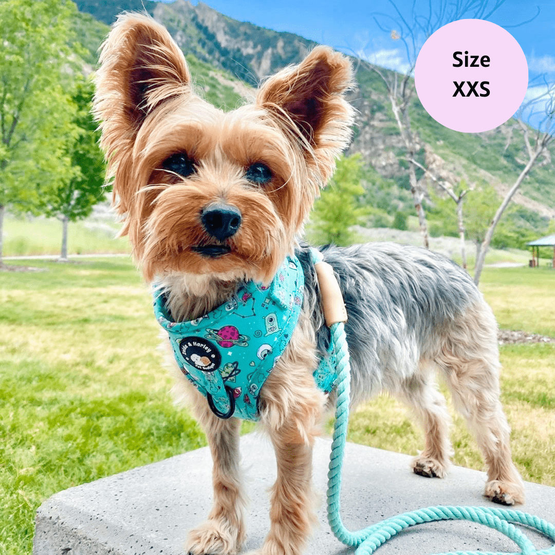 Dog harness shop for yorkshire terrier