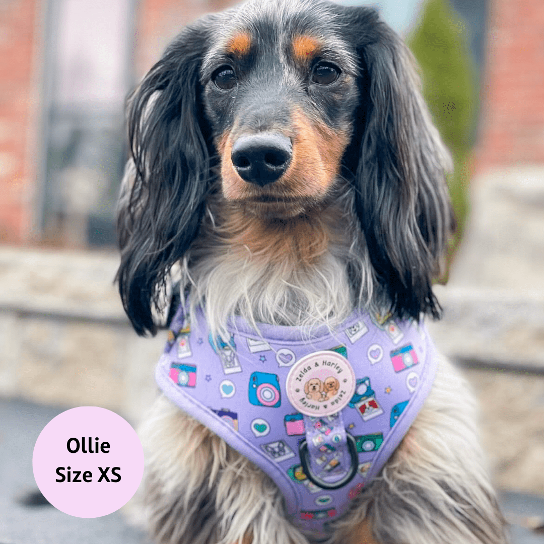 Harley dog best sale harness