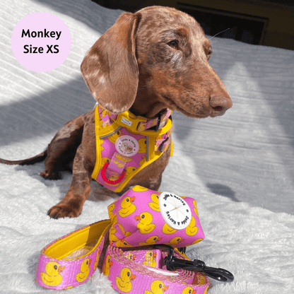 Dachshund harness and 2024 leash