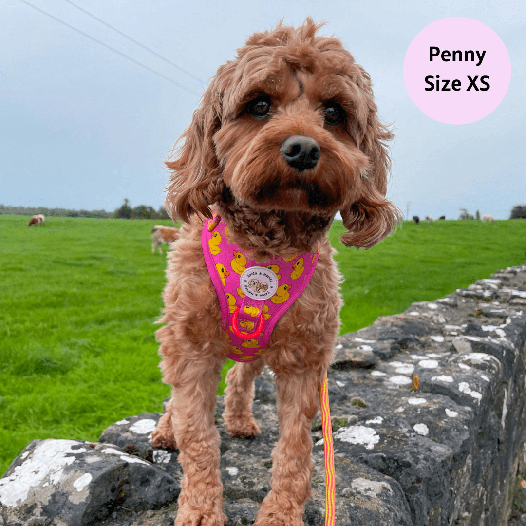 Dog harness for cockapoo outlet