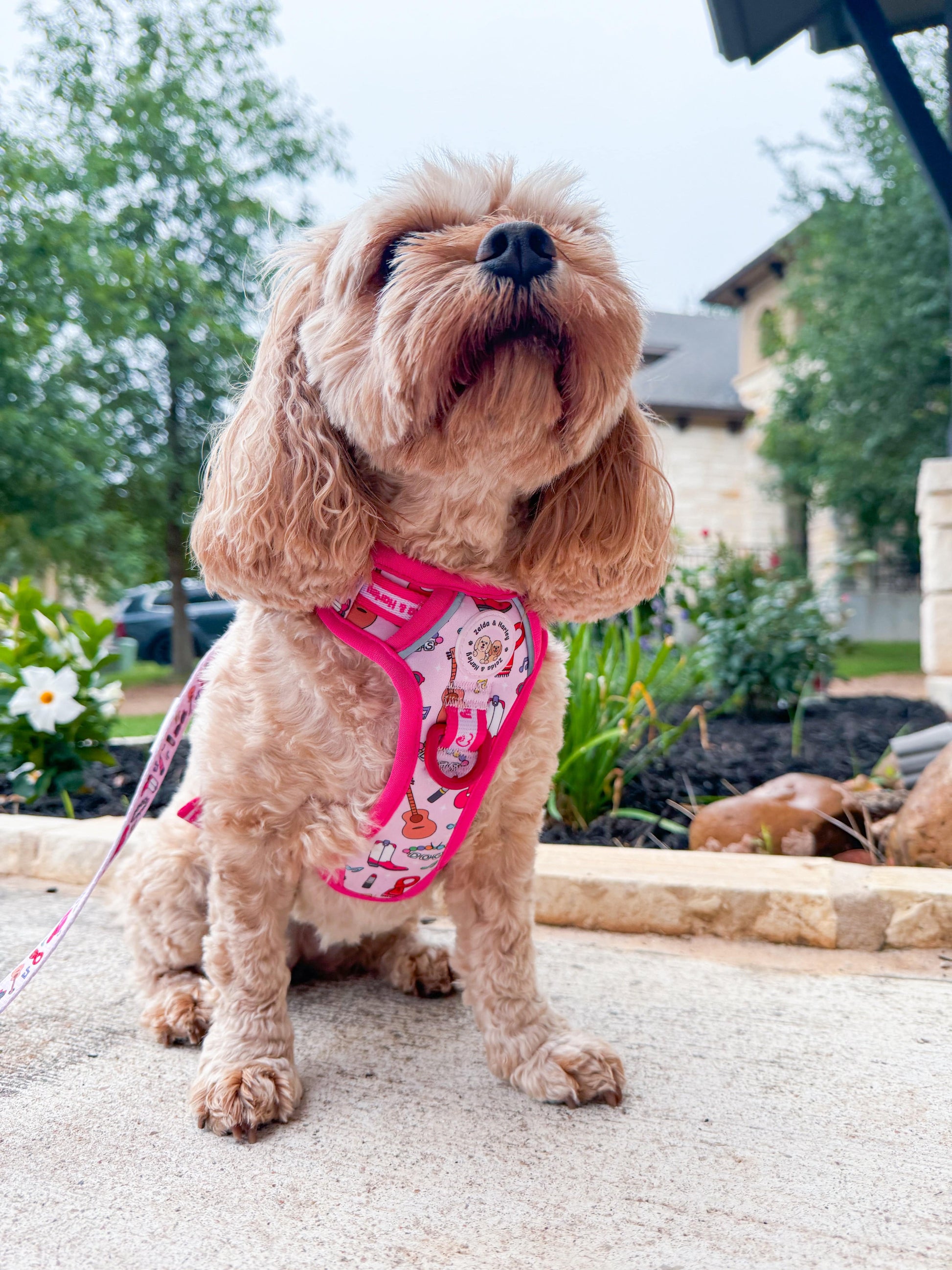 Zelda & Harley Harness Shake it Off (Poochie's Version) - Adventure No Pull Harness