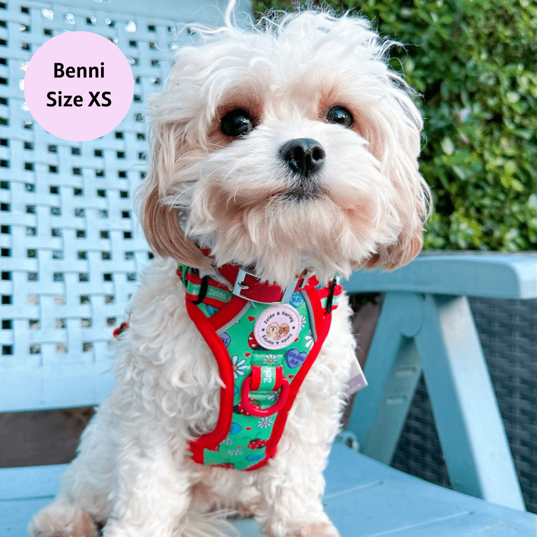Snuggle Bug Adventure No Pull Harness XS 6 13 lbs