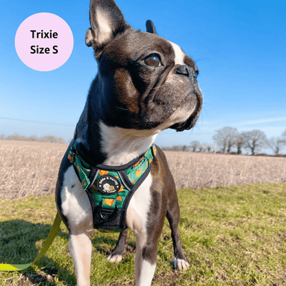 Zelda & Harley Harness Taco Chewsday - Adventure No Pull Harness