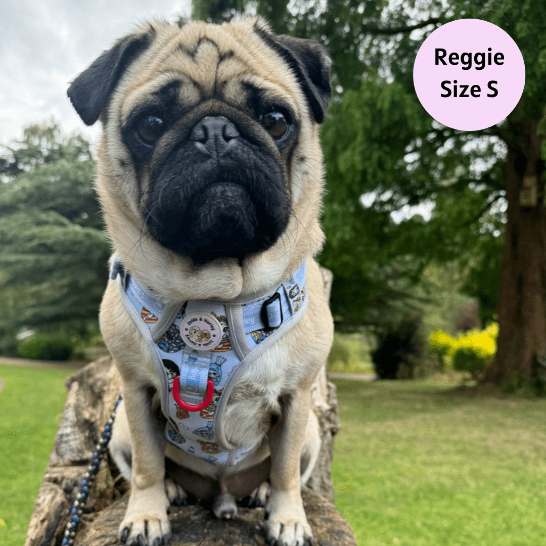 Zelda & Harley Harness Woofsday - Adventure No Pull Harness