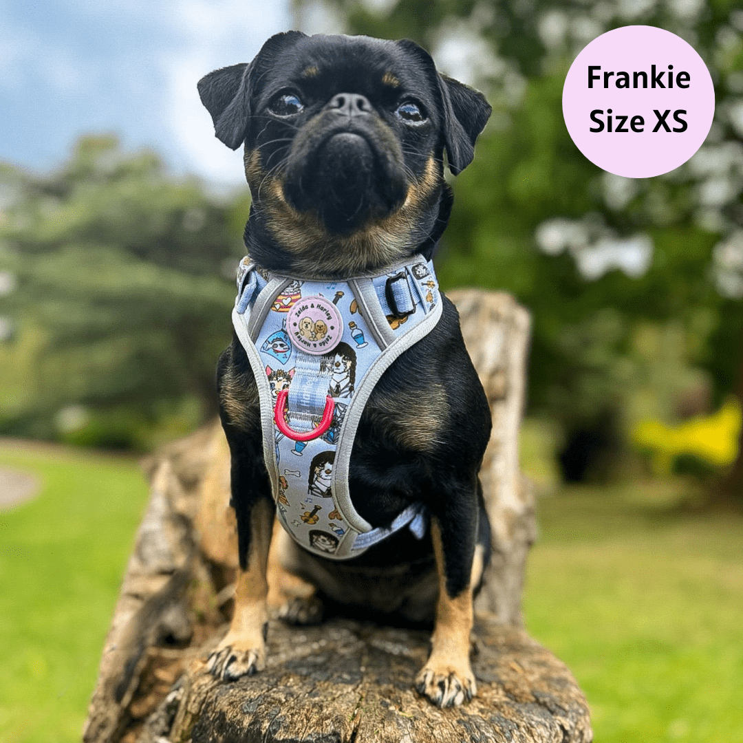 Zelda & Harley Harness Woofsday - Adventure No Pull Harness