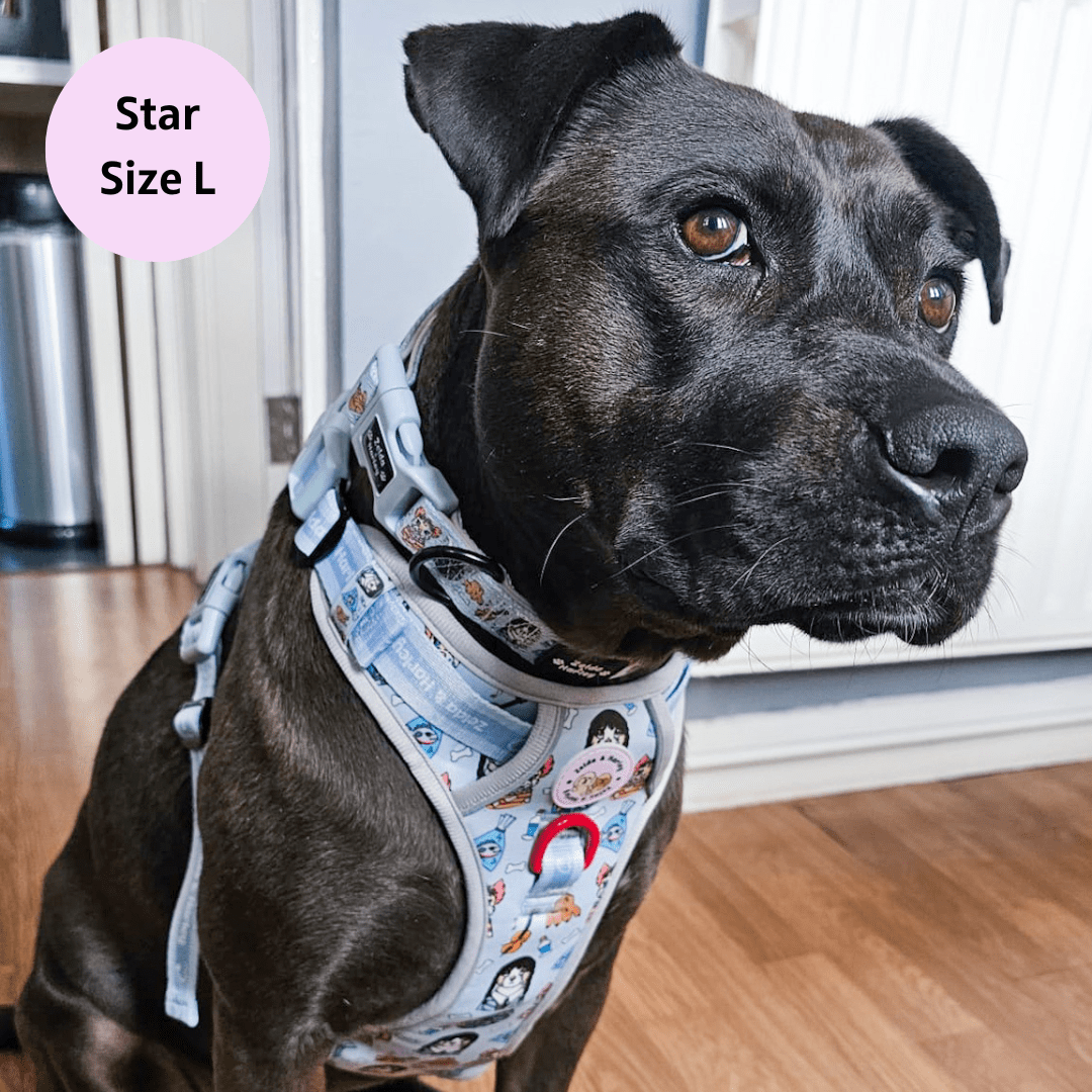 Zelda & Harley Harness Woofsday - Adventure No Pull Harness