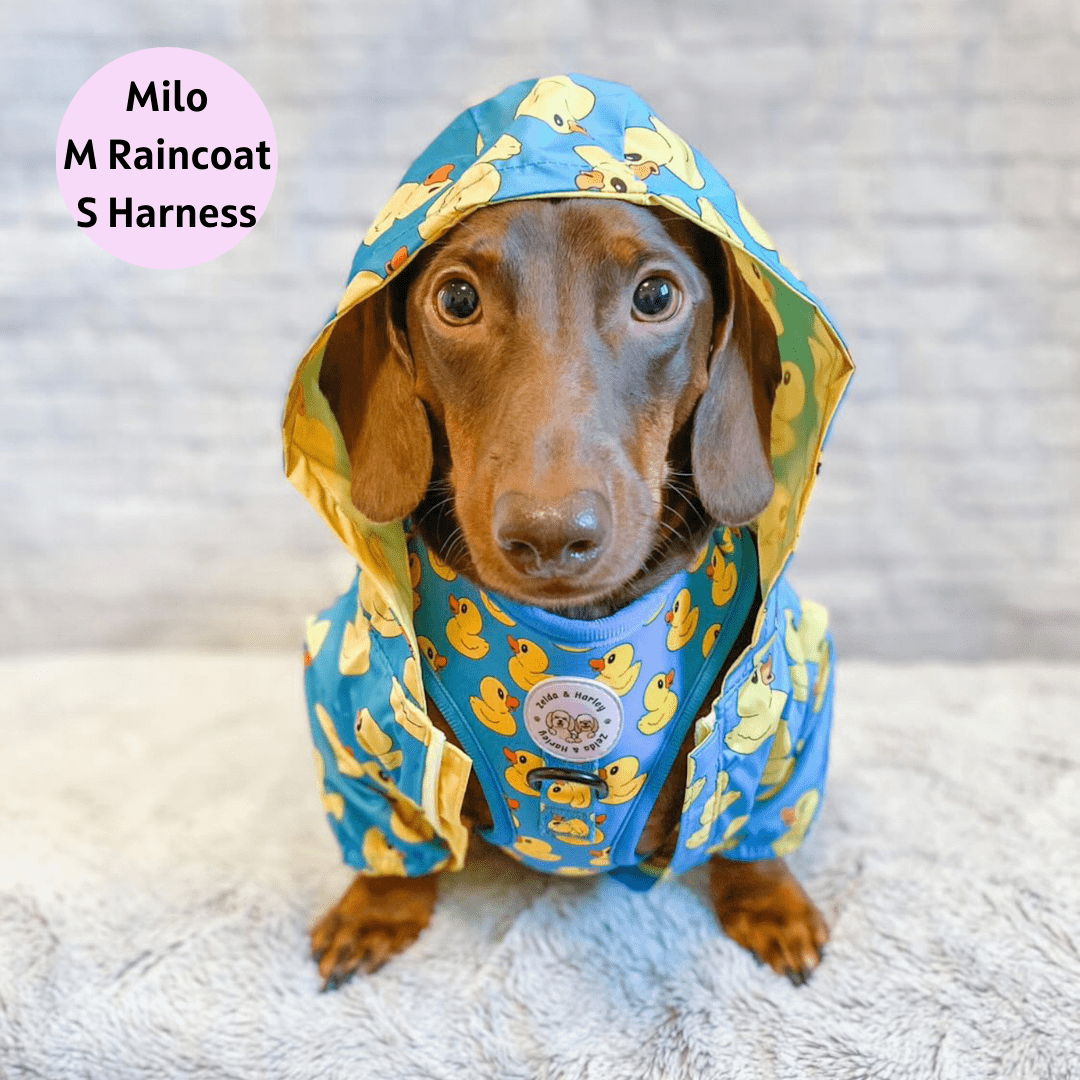 Sausage dog in raincoat cheap