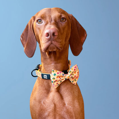 Zelda & Harley Collar Club Pupicana Dog Collar & Free Bow Tie