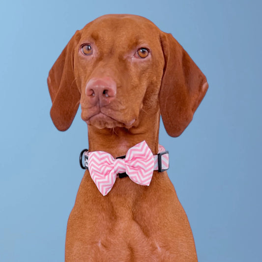 Zelda & Harley Collar Zig Zag Wag Dog Collar & Free Bow Tie - Pastel Pink