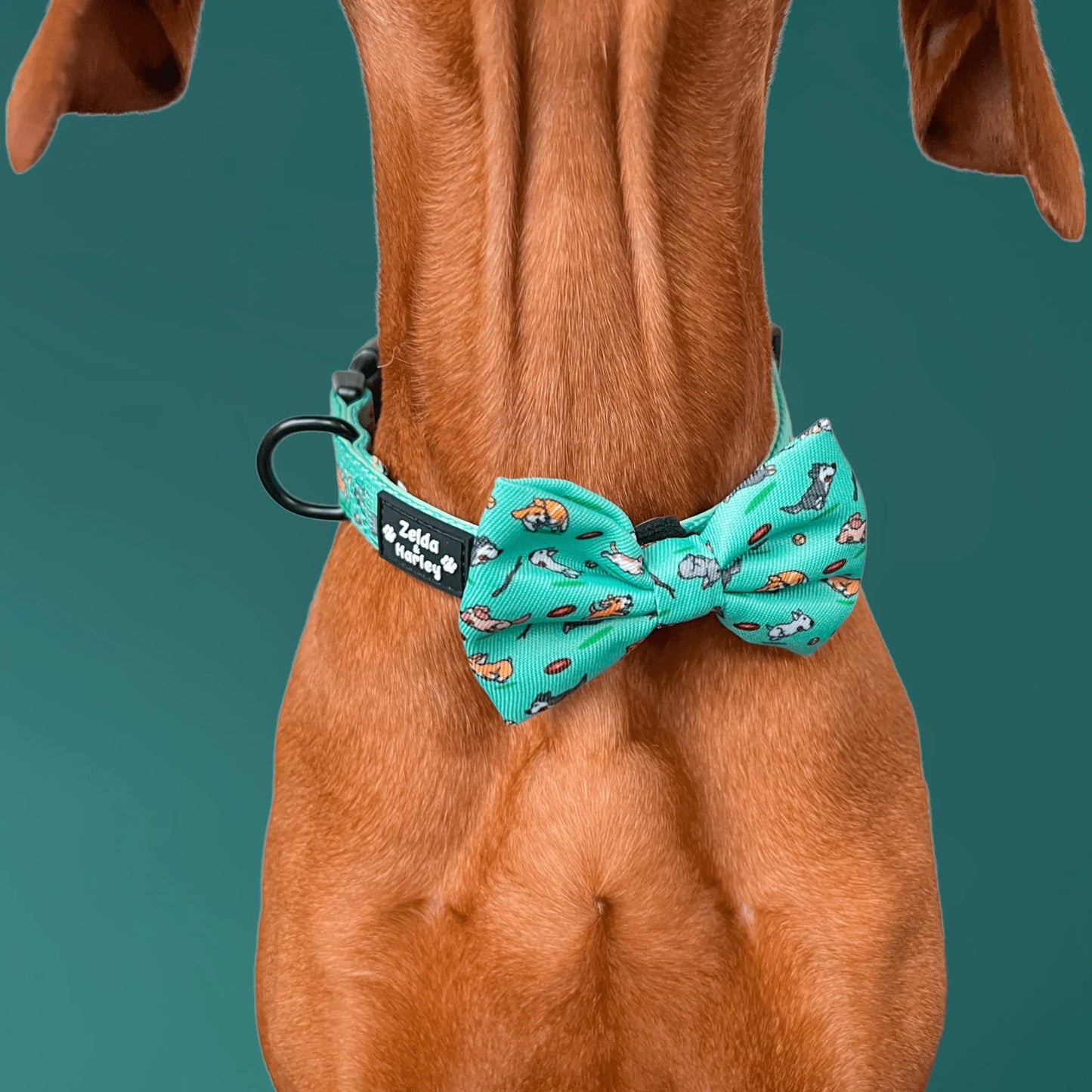 Zelda & Harley Collar Zoomies Dog Collar & Free Bow Tie