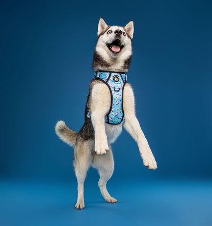 Zelda & Harley Harness Sugar, Spice, and Everything Nice - Adventure No Pull Harness